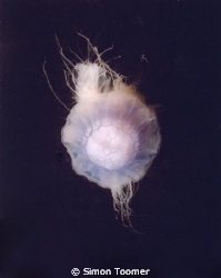 Jelly fish taken during safety stop by Simon Toomer 